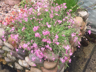 Gypsophila repens 'Dubia' 